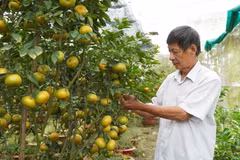Ông Hà Thanh Hồng ở xã Vĩnh Thới, huyện Lai Vung, tỉnh Đồng Tháp, chăm sóc chậu quýt hồng để bán trong dịp Tết Nguyên đán 2024. (Ảnh: Nhựt An/TTXVN)