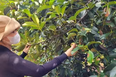 Vườn măng cụt. (Ảnh: Hoàng Nhị/TTXVN)