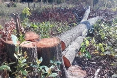 Những gốc cây lớn bị nhóm đối tượng cưa hạ trong một vụ phá rừng ở tỉnh Gia Lai. (Ảnh: TTXVN phát)