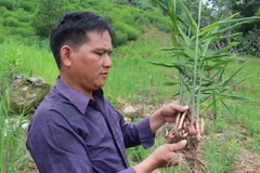 Cây gừng sẻ được trồng và nhân rộng tại huyện Trà Bồng, tỉnh Quảng Ngãi. (Ảnh: Phạm Cường/TTXVN)