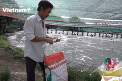 [Video] Kiếm tiền tỷ mỗi năm nhờ mô hình nuôi tôm bằng ao nổi lót bạt