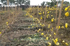 Một ruộng hoa tại Tây Tựu (Ảnh: Lâm Phan/Vietnam+) 