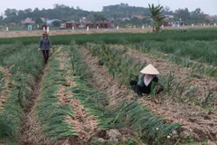 Ảnh minh hoạ (Ảnh: Mạnh Minh/TTXVN)