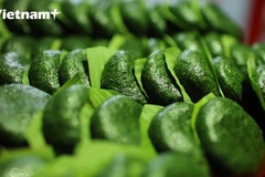 Bánh Ngải làm từ lá cây ngải cứu, là món ăn đặc sắc của người dân tộc Tày Lạng Sơn (Ảnh: Lâm Phan/Vietnam+) 