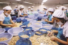 Chế biến cá tra xuất khẩu. (Ảnh: Danh Lam/TTXVN)