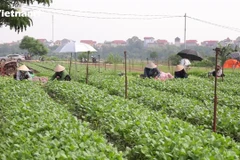 [Video] Vùng xanh trở lại sản xuất để cung ứng thực phẩm cho Thủ đô