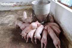 [Video] Nhiều hộ chăn nuôi nhỏ lẻ e ngại tái đàn vì nỗi lo dịch bệnh