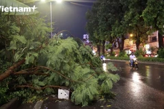 Cây phượng đổ trên đường Láng sau trận mưa (Ảnh: Hoàng Đạt/Vietnam+)