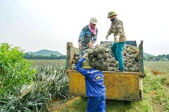 Ảnh minh họa (Ảnh: Lamphan/Vietnam+)