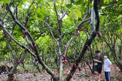 Dạo bước trong vườn cacao xanh mát giữa phố núi Buôn Ma Thuột 