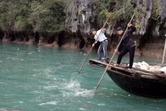 Nhân viên vớt rác trên Vịnh Hạ Long. (Ảnh: Đức Hiếu/TTXVN)