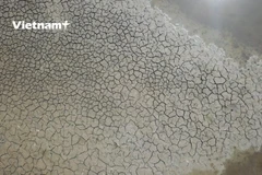 Một thửa ruộng nứt nẻ, bị bỏ không tại Thới Bình, Cà Mau. (Ảnh: Lâm Phan/Vietnam+)