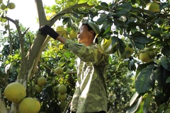Ông Trần Én chăm sóc "vườn bưởi tiền tỉ" của mình. (Ảnh: Lâm Phan/vietnam+)