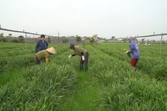 Hợp tác xã rau hữu cơ công nghệ cao Cuối - Quý (Ảnh: Lâm Phan/Vietnam+)