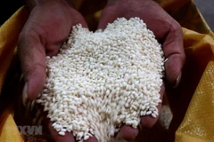 Gạo nếp cái hoa vàng Yên Phụ, Bắc Ninh. (Ảnh: Đinh Văn Nhiề/TTXVN)