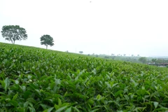 Những đồi chè xanh mướt là một trong những đặc trưng của huyện miền núi Mộc Châu. 