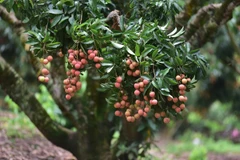 Vải thiều Bắc Giang năm 2020 được đánh giá là có chất lượng cao nhất từ trước đến nay (Ảnh: Tùng Lâm/Vietnam+)