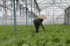 Ảnh chỉ có tính minh hoạ. (Nguồn: Thìn Nguyễn/Vietnam+)