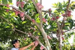 Ảnh minh hoạ (Ảnh: Đình Huệ/TTXVN)