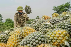 Không khí rộn ràng mùa thu hoạch trên nông trường dứa Đồng Giao