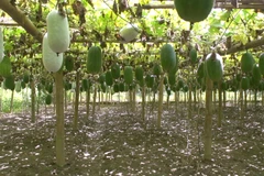 Vườn bí xanh thơm tại huyện Ba Bể, tỉnh Bắc Kạn. (Ảnh: Tùng Lâm/Vietnam+)