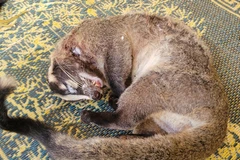 Ảnh minh họa. (Nguồn ảnh: Hùng Võ/Vietnam+)