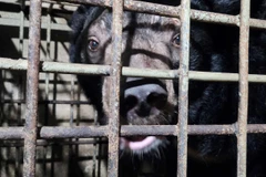 Cá thể gấu Clyde. (Ảnh: Vietnam+ phát)