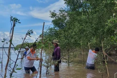 ​Rừng ngập mặn tại Trà Vinh. (Ảnh: PV/Vietnam+)