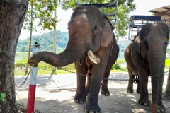 Chung tay bảo vệ thế giới động vật, thực vật hoang dã. (Ảnh: Hùng Võ/Vietnam+)