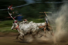 Giải thưởng nhiếp ảnh Heritage - Hành trình di sản 2018' thu hút sự tham gia của nhiều tay máy ở cả trong nước và nước ngoài. 'Về đích' (tác giả Nguyễn Ngọc Hòa) ghi lại khoảnh khắc ấn tượng tại lễ hội đua bò của đồng bào Khmer. (Nguồn ảnh: BTC)
