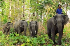 Đàn voi nhà. (Ảnh: Minh Đức/TTXVN)