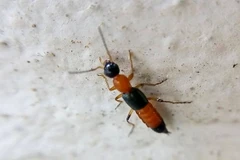 [Infographics] Các biện pháp để phòng tránh kiến ba khoang