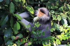 Voọc chà vá chân nâu tại Bán đảo Sơn Trà. (Ảnh: Trần Lê Lâm/TTXVN)