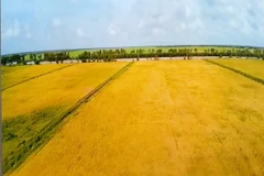 Cánh đồng mẫu lớn của Công ty Trung An