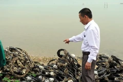 Hàu bám vào lốp xe được đưa lên bờ để thu hoạch. (Ảnh: Quốc Việt/TTXVN)