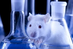 Chế độ ăn nhiều chất béo gây ảnh hưởng thần kinh khứu giác