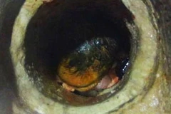 Giải cứu bé gái sơ sinh bị mẹ bỏ rơi trong ống thoát nước