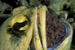 Cá jawfish đực ấp tới 400 quả trứng trong... miệng
