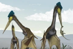 Những con thằn lăn bay không răng từng thống trị bầu trời