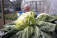 Anh: Cây súplơ phá kỷ lục thế giới với cân nặng 27kg