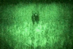 Yêu cầu sớm giám định xác định bò lạ có phải là giống bò tót?