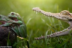 Cặp ếch thoát chết thần kỳ ngay trước hàm cá sấu