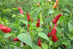 Nghiên cứu gen để lai tạo giống ớt có vị cay hơn