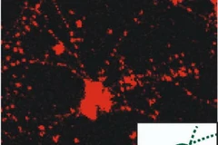 Vì sao chất béo không bão hòa đa tốt cho sức khỏe trí tuệ?