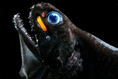 Cá rồng đã tiến hóa như thế nào để phát ra ánh sáng đỏ?