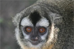 Loài khỉ cú sống chung thủy với bạn đời hơn con người