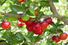 Khánh thành nhà máy chế biến trái sơri tại Tiền Giang