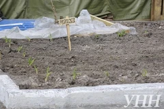 Người biểu tình Maidan trồng rau ở trung tâm Kiev