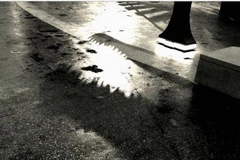 Khủng long vô cùng hung dữ xuất hiện trong “Jurassic World”