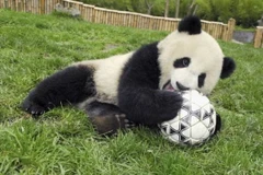 Gấu trúc trổ tài dự đoán kết quả tại World Cup 2014